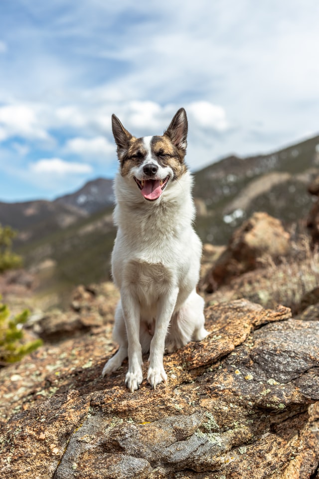 What Do Cadaver Dogs Do? An Inside Look at These Highly Trained K9s