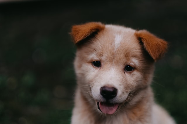 Take A Look At These Exceptional Source Of Specifics Of Puppies