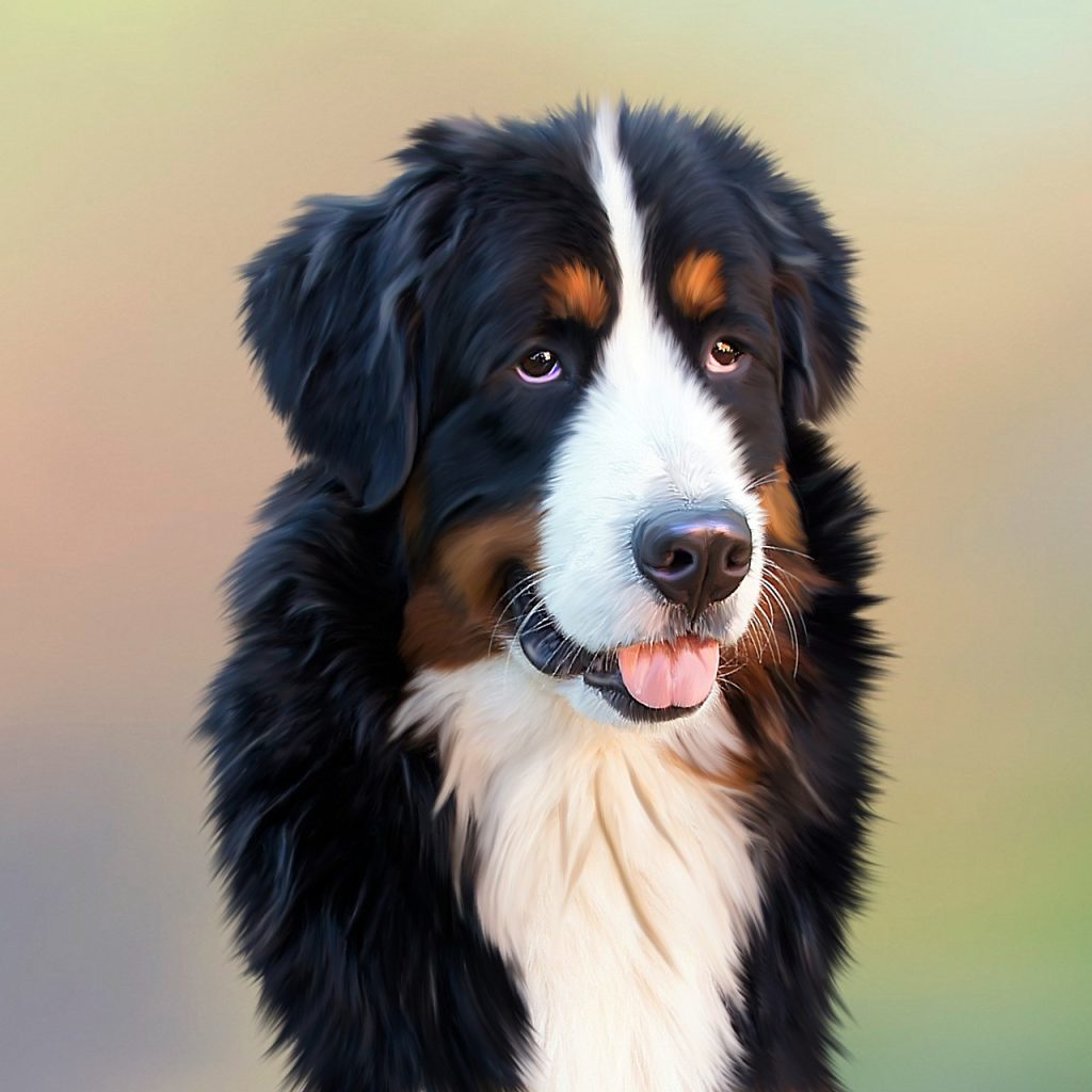 Bernese Mountain Dog: A Comprehensive Guide to This Loyal Companion