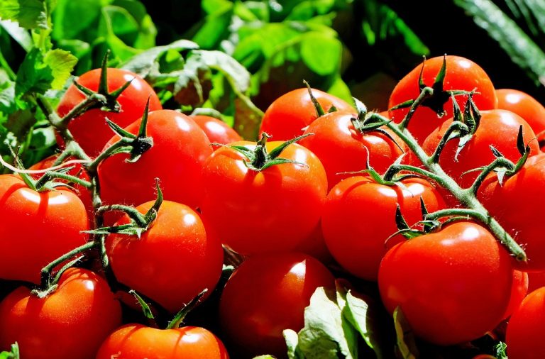 Can Dogs Eat Tomatoes? Everything You Need to Know